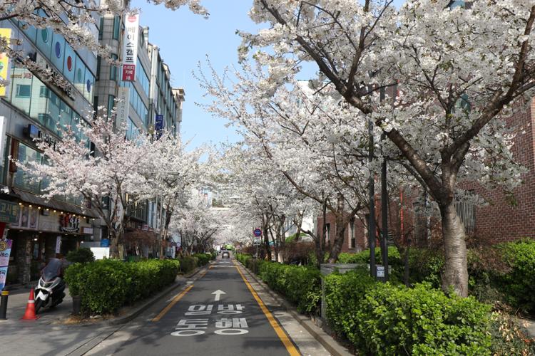 [금도끼 #109] 봄을 느낄 수 있는 성북구 기행